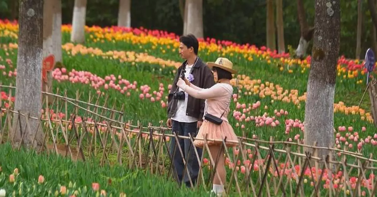 Sea of tulips draws crowds as Guizhou forest park enters peak bloom