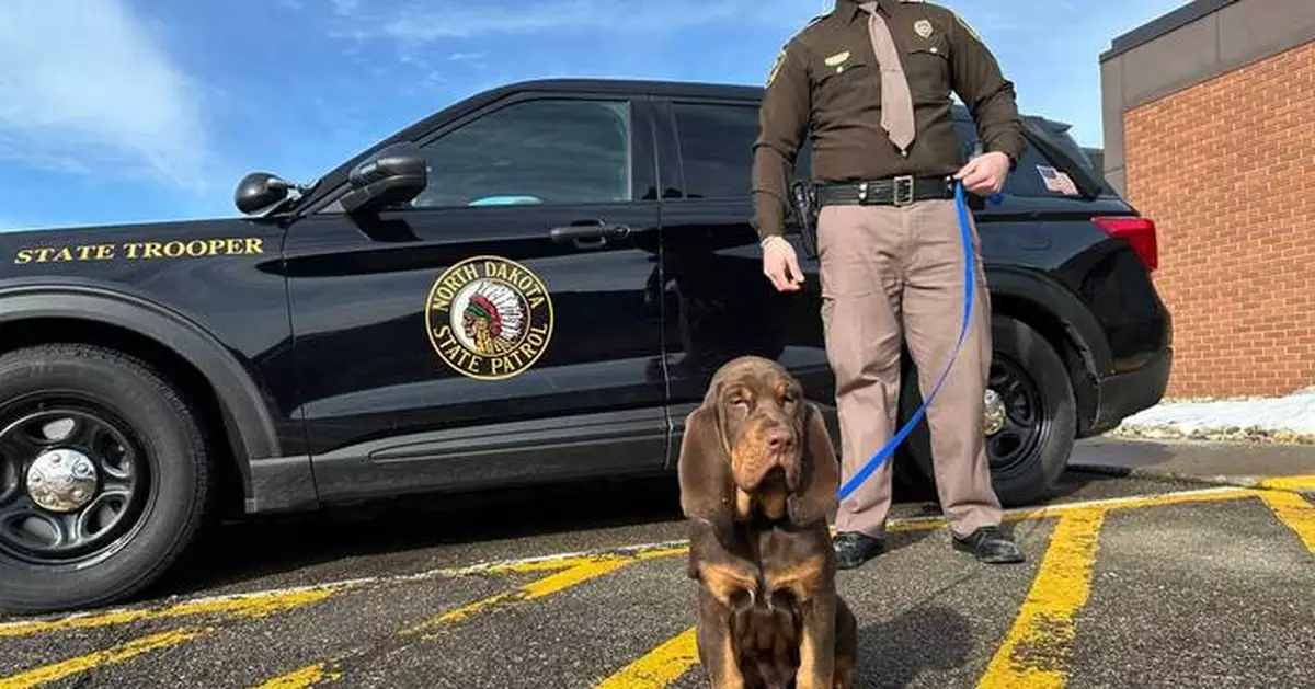 They have a nose for finding people. Bloodhounds and their low-tech sniffers help police track