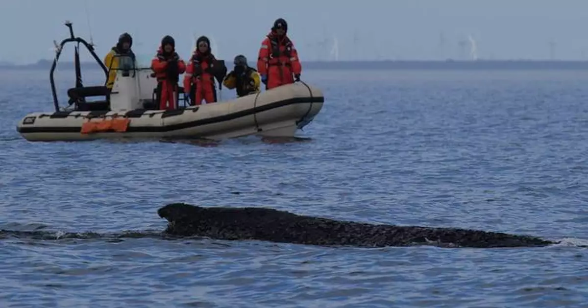 Humpback whale freed by rescuers in Baltic Sea has become stranded again
