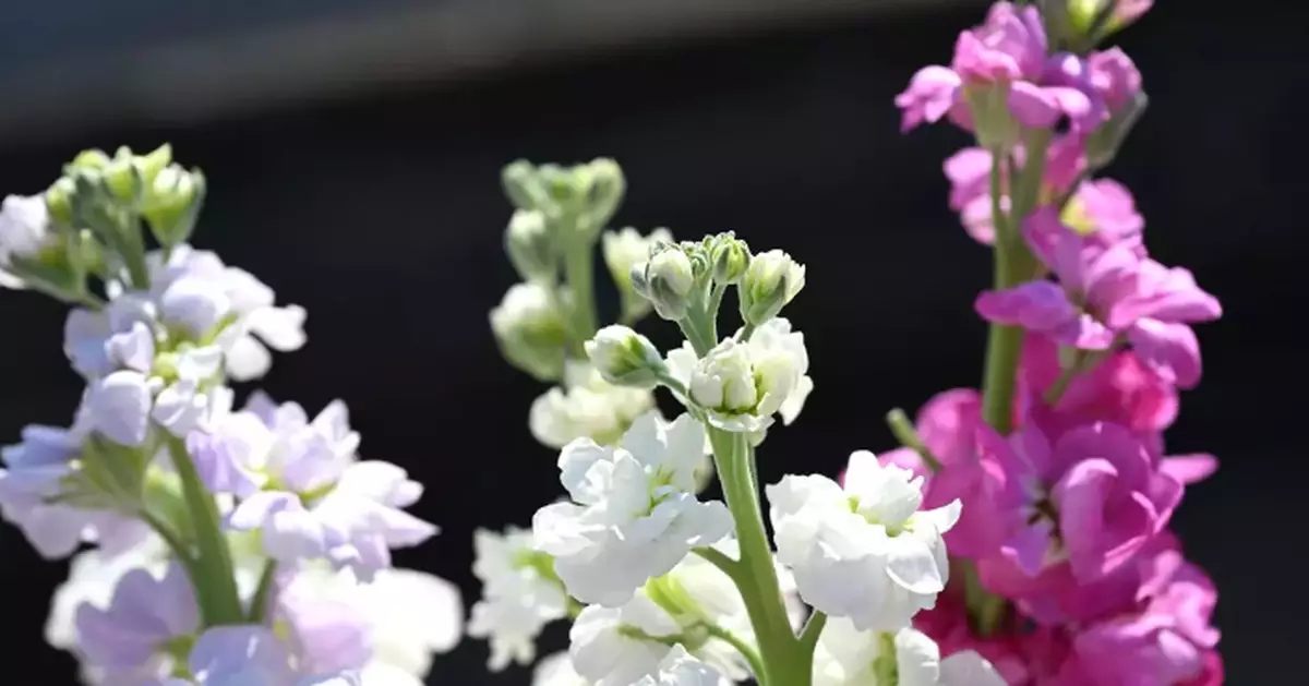 Hong Kong Flower Show's Portrait Photo Shooting Activity are now Open for Enrolment