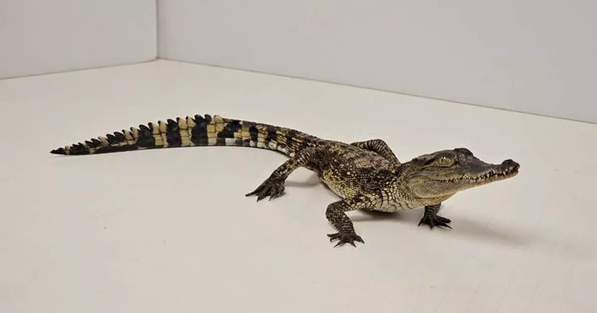 AFCD Seizes 14 Endangered Reptiles in Kwai Chung Operation Amidst Illegal Possession Allegations