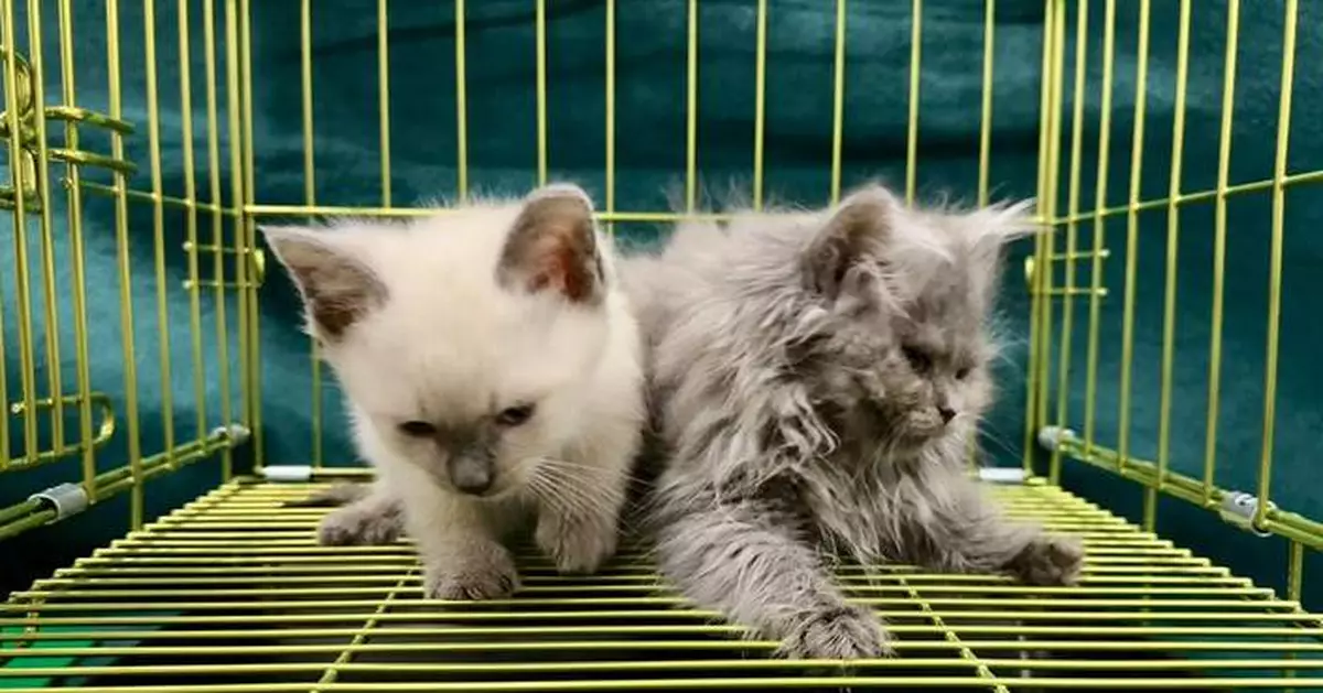 Hong Kong Customs Seizes Two Illegal Cats Worth $38,000 at Lo Wu Control Point