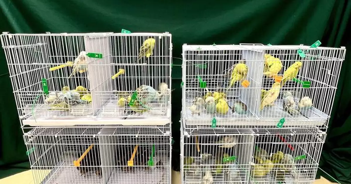 Hong Kong Customs Seizes 111 Live Birds in Illegal Import Case at Lo Wu Control Point
