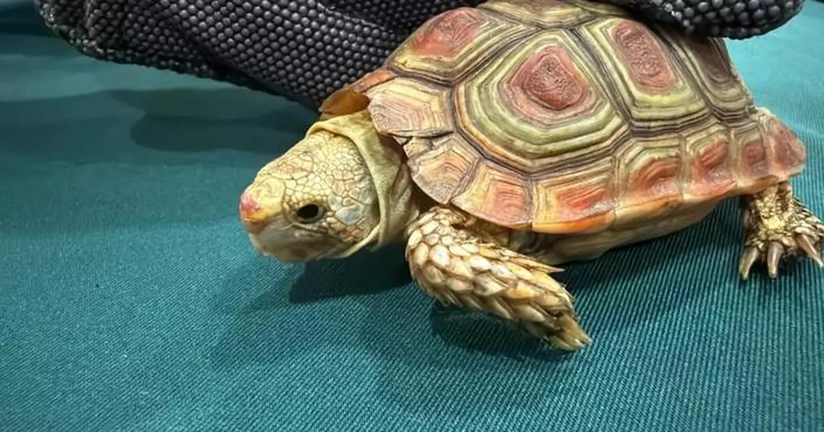 Hong Kong Customs Seizes Five Endangered Tortoises Worth $39,000 at Airport
