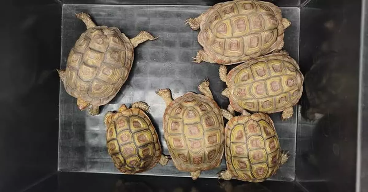 Hong Kong Customs Seizes Endangered Tortoises and Lizards Worth $780,000 at Airport; One Arrested