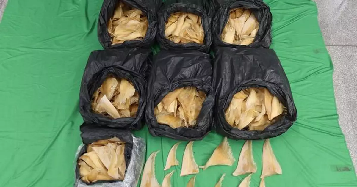 Hong Kong Customs Seizes 52kg of Endangered Shark Fins at Airport, Arrests Female Passenger.