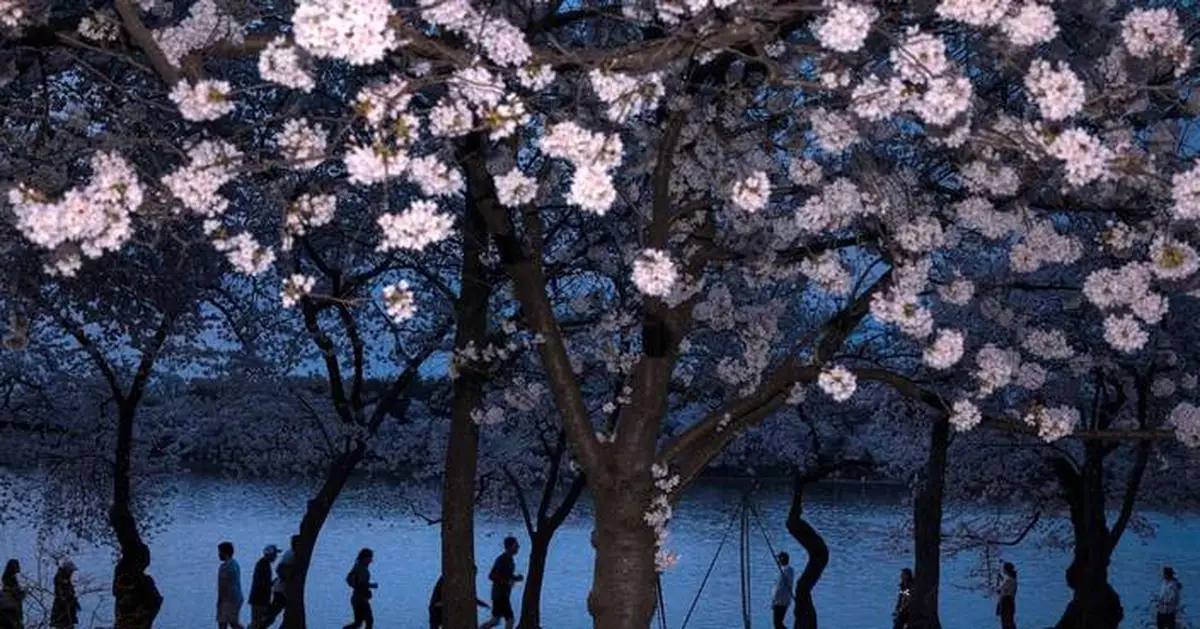 Washington’s cherry blossoms hit peak bloom, sending a fleeting burst of pink across the capital