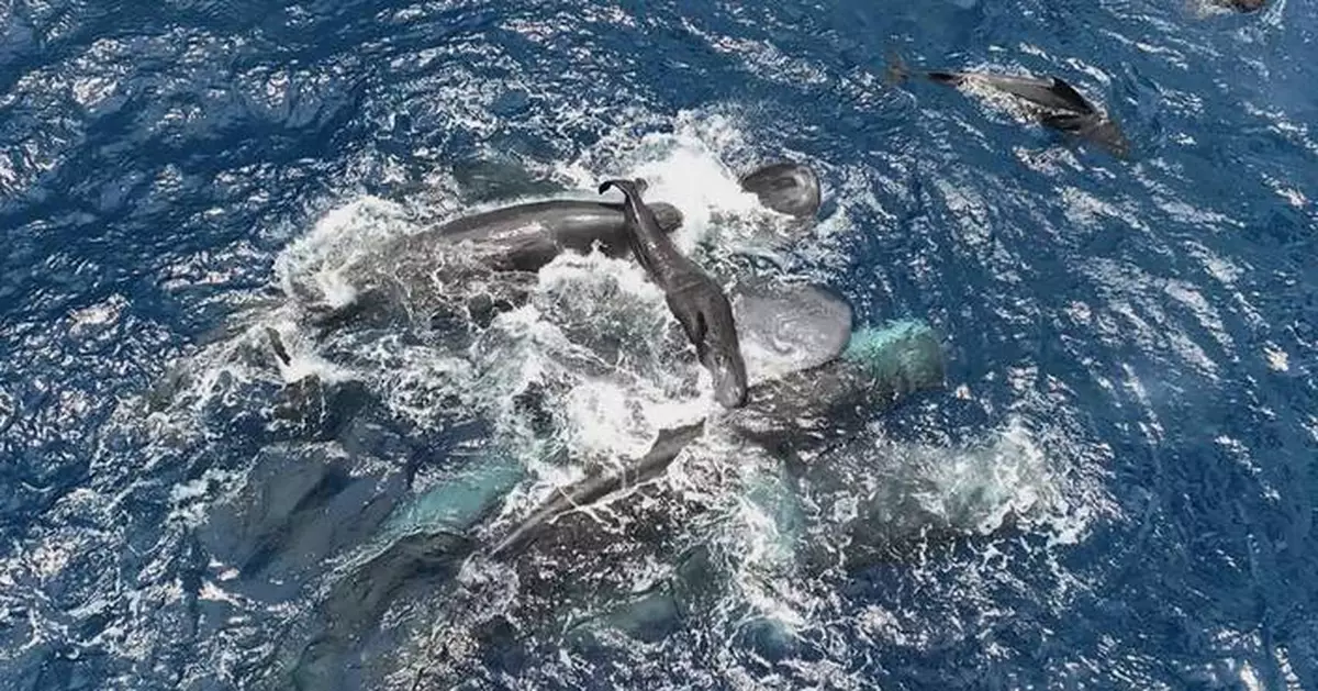 Scientists captured female sperm whales on video working together during a birth to protect the calf