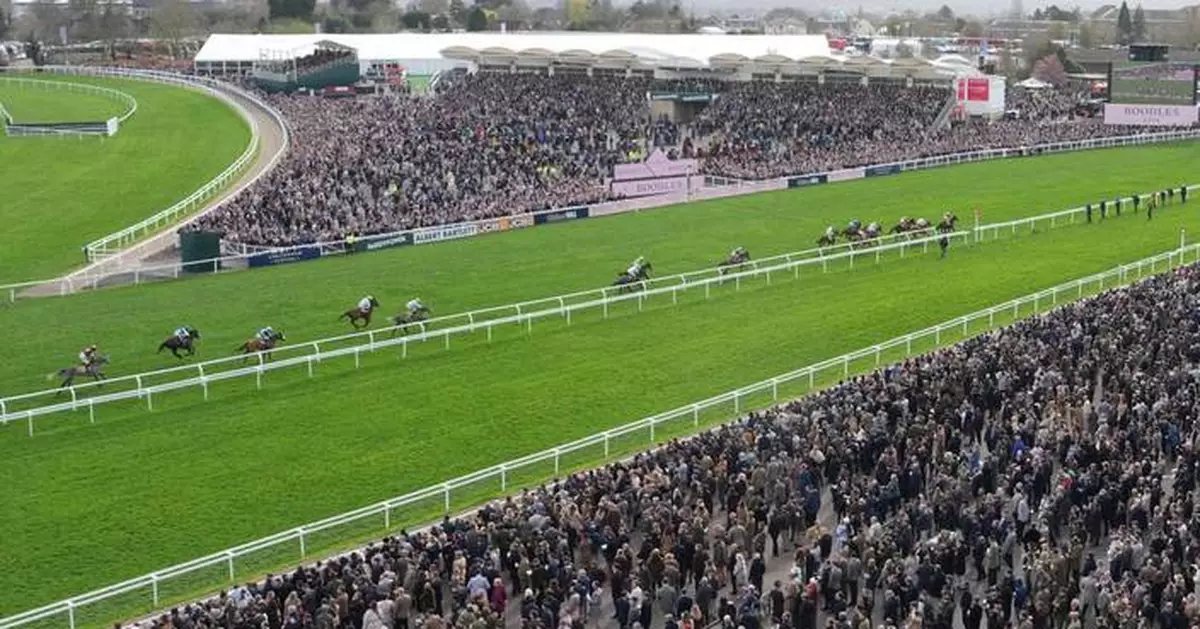 4 horses die at Cheltenham Festival as charity urges better safety and welfare measures
