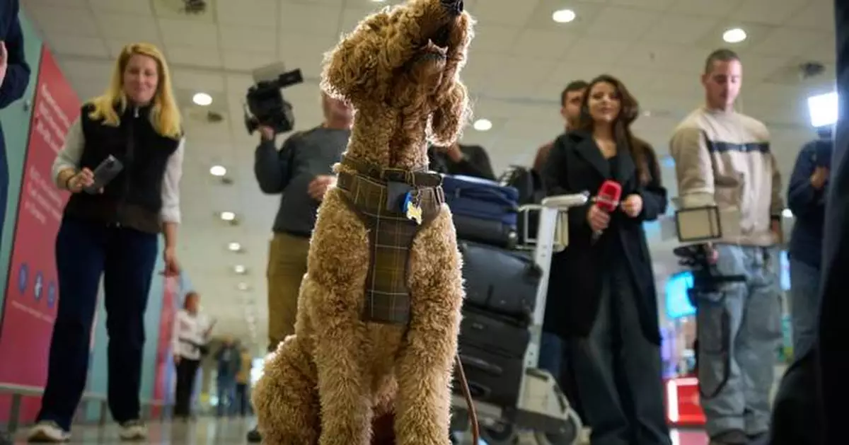 Greece launches an animal airlift to evacuate pets and their owners from the Mideast