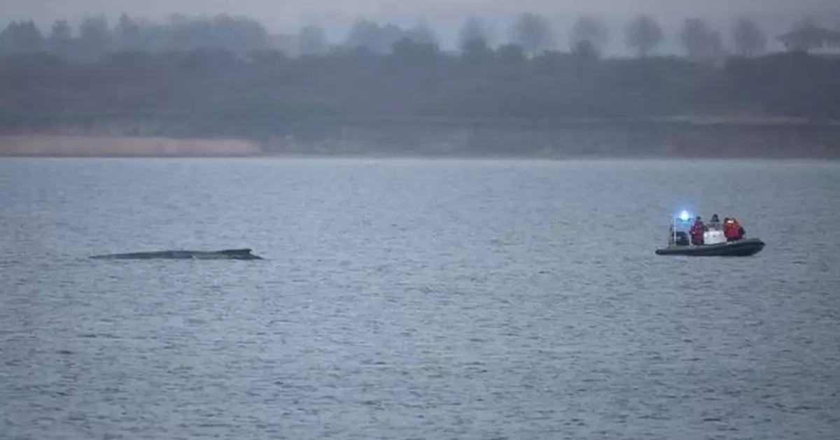 Whale stranded in the Baltic Sea swims free again. It still faces a tough task