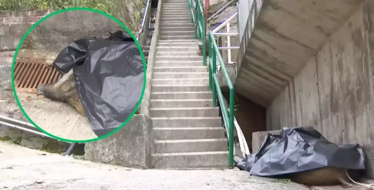 Wild Boar Dies in Fall After Attacking Hiker in Tseung Kwan O