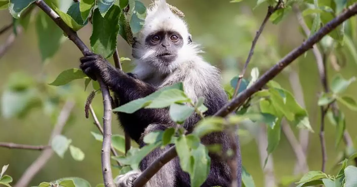 Tech-Driven Restoration: Saving the World's Critically Endangered White-headed Langur