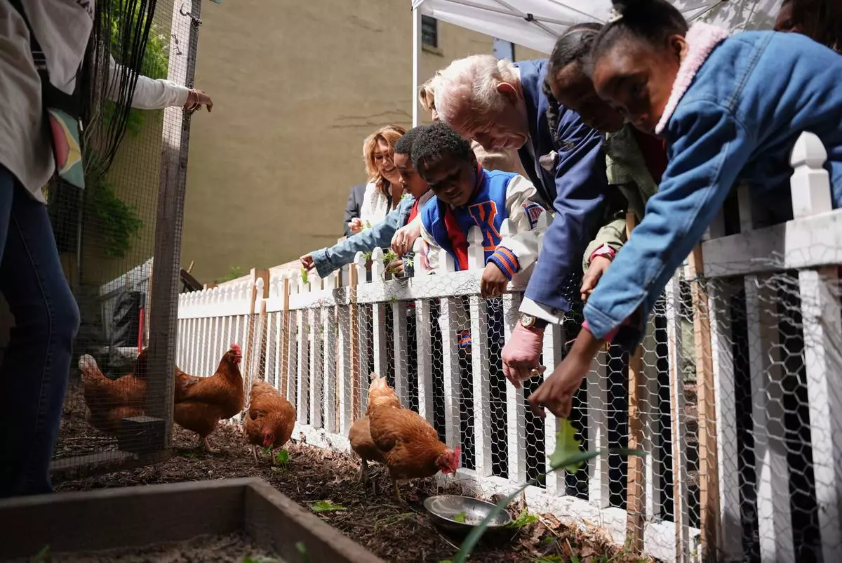 Britain's King Charles III feeds chickens during an event at Harlem Grown, Wednesday, April 29, 2026, in New York. (AP Photo/Angelina Katsanis, Pool)