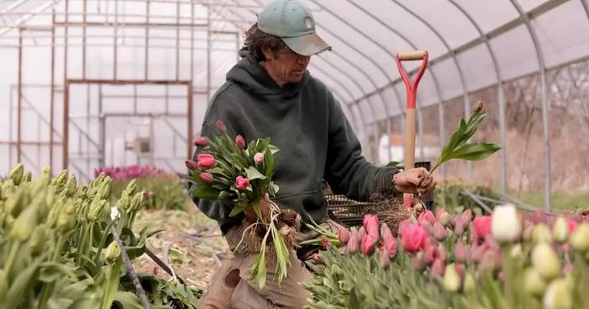 Northeast flower and fruit farmers grapple with whiplash weather