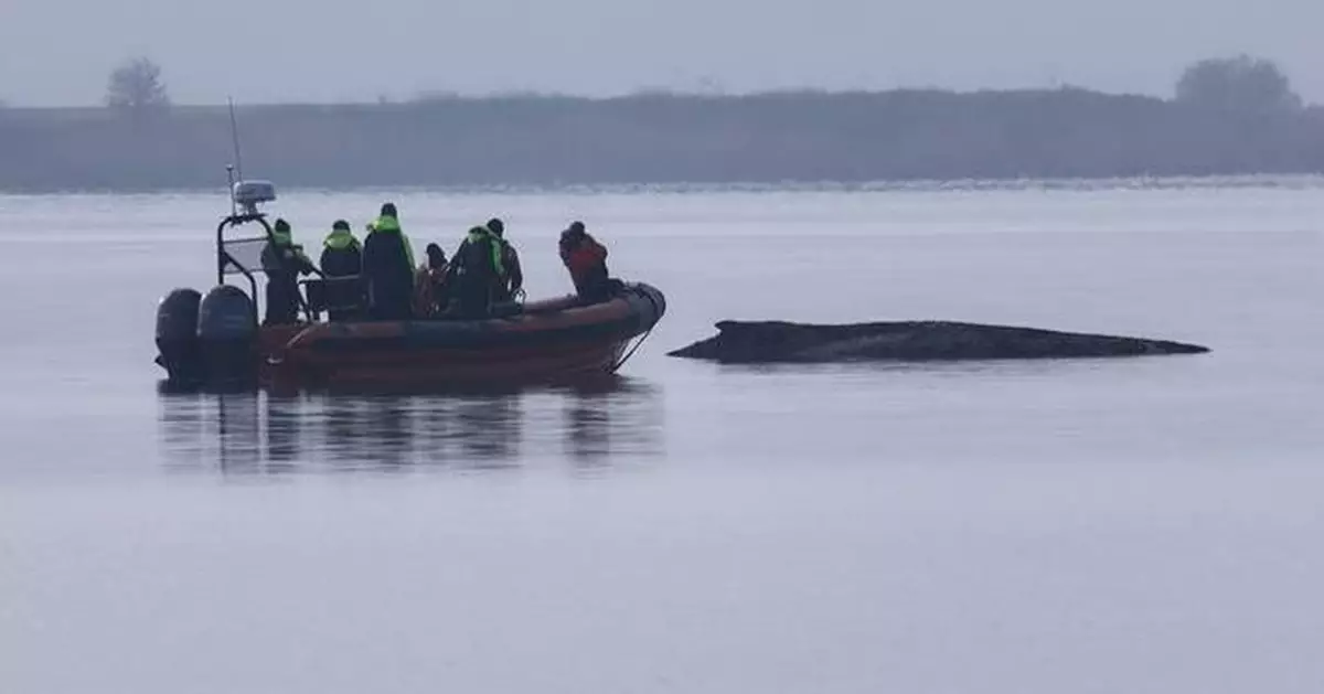 Rescuers give up hope for the humpback whale stranded in the Baltic Sea
