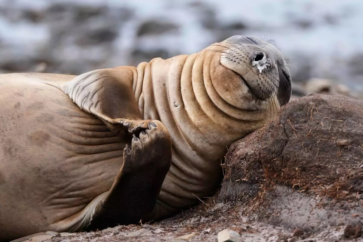 FILE - An elephant seal lies on the shore at Kelp Point on the Falkland Islands, also known as Islas Malvinas, Tuesday, March 17, 2026. (AP Photo/Ricardo Mazalan, File)