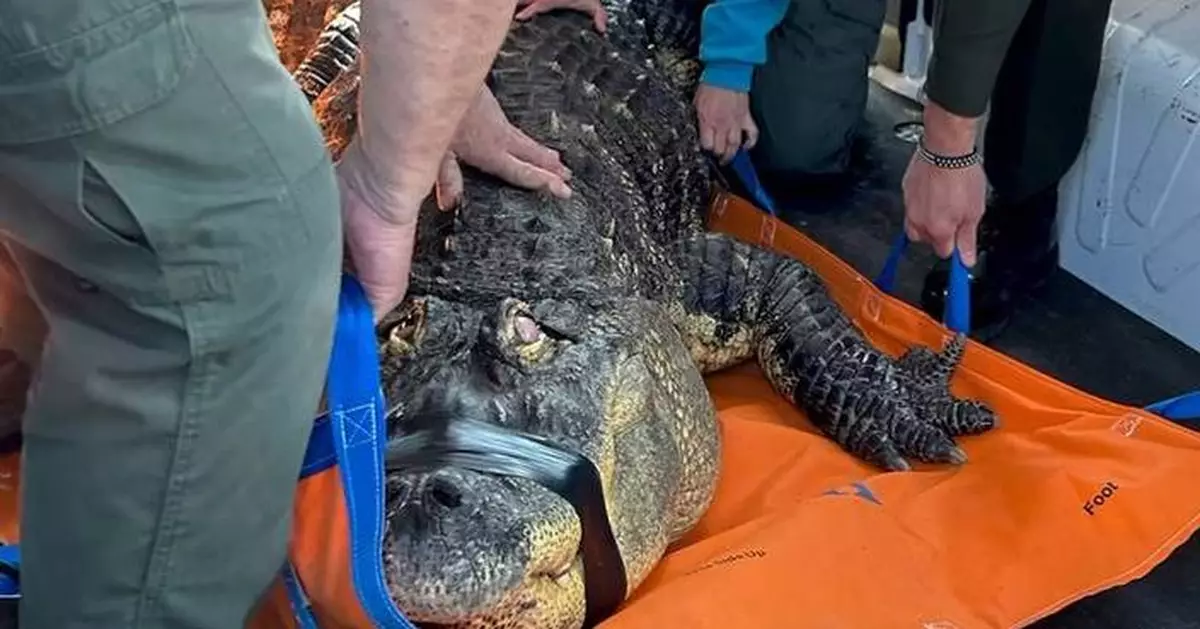 A Buffalo-area man ends his fight to reclaim Albert, his 12-foot alligator seized in 2024