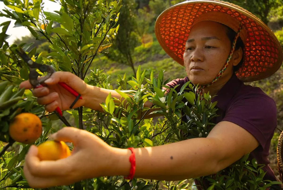 Sangrawee Suweerakarn, with the Romphoni Foundation, harvests tangerines on a farm in Tha Ton, Thailand, on Feb. 20, 2026. (AP Photo/Anton L. Delgado)