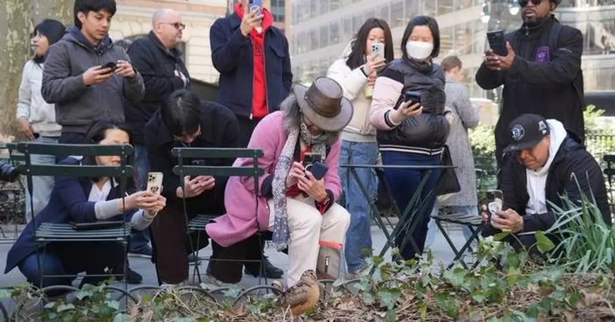 New Yorkers flock to Manhattan park for lovable woodcocks' bobbing strut