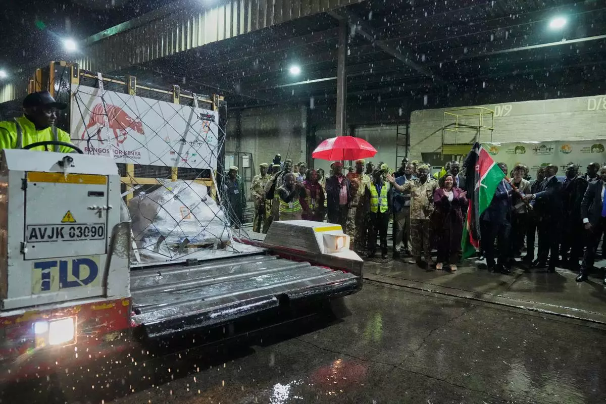 Four mountain bongos, a type of antelope, repatriated from the Czech Republic, arrive at Jomo Kenyatta International Airport in Nairobi, Kenya, Tuesday, April 28, 2026. (AP Photo/Brian Inganga) CORRECTION: Type corrected to antelope, instead of gazelle
