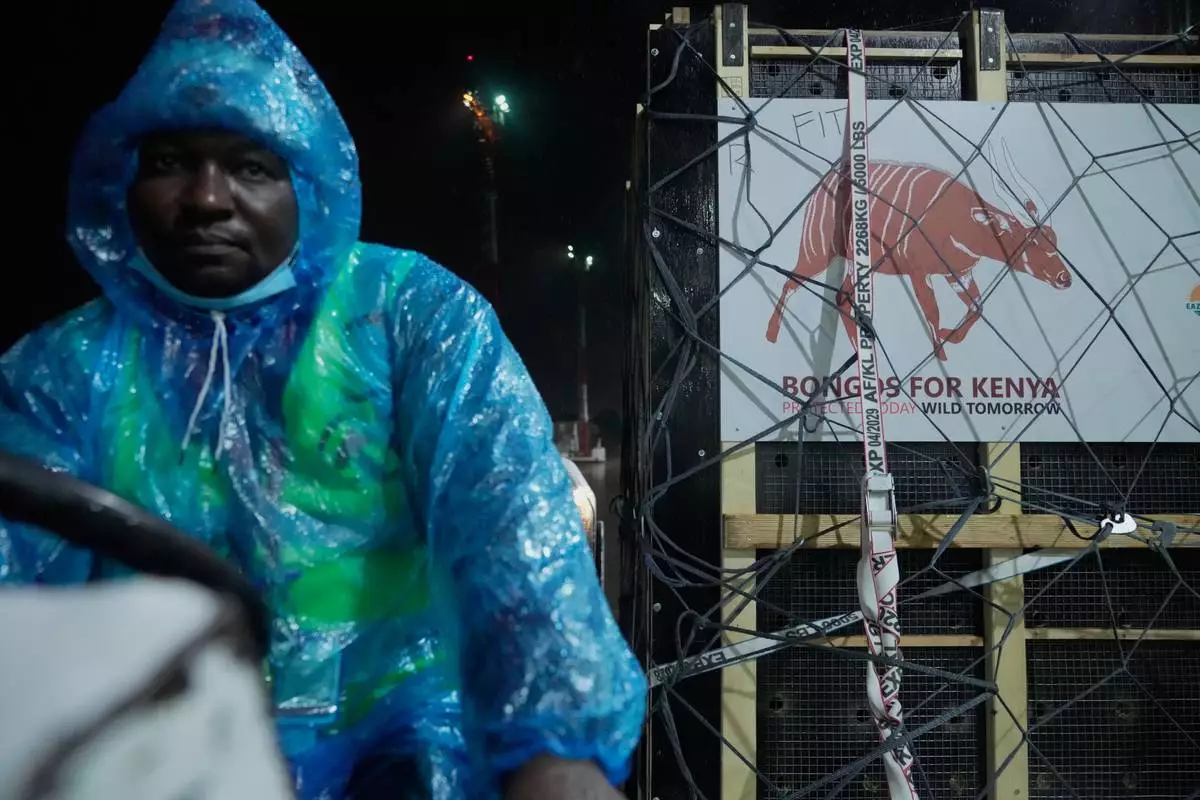 Four mountain bongos, a type of antelope, repatriated from the Czech Republic, arrive at Jomo Kenyatta International Airport in Nairobi, Kenya, Tuesday, April 28, 2026. (AP Photo/Brian Inganga) CORRECTION: Type corrected to antelope, instead of gazelle