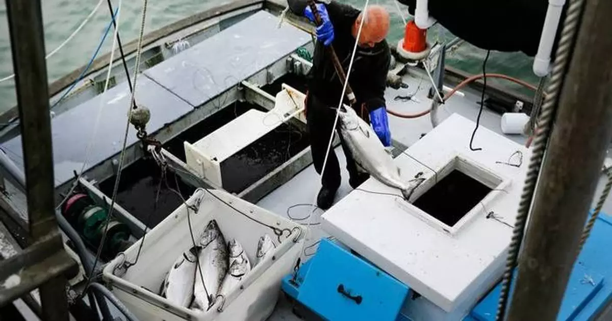Commercial salmon fishing to open in California for the first time since 2022 as population rebounds