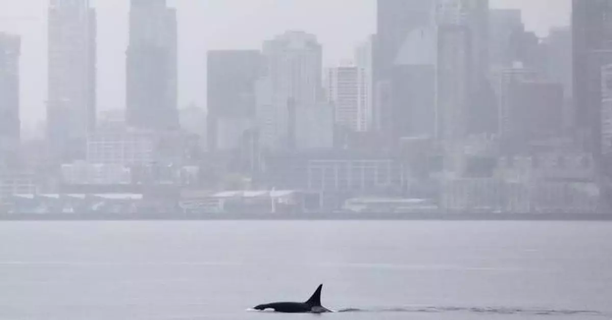 Orcas never seen before in Seattle delight whale watchers with a visit