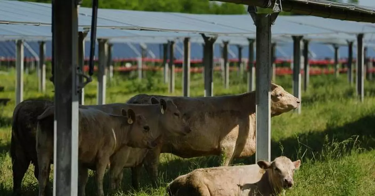 Solar ranch in Tennessee aims to prove grazing cattle under the panels is a farmland win-win