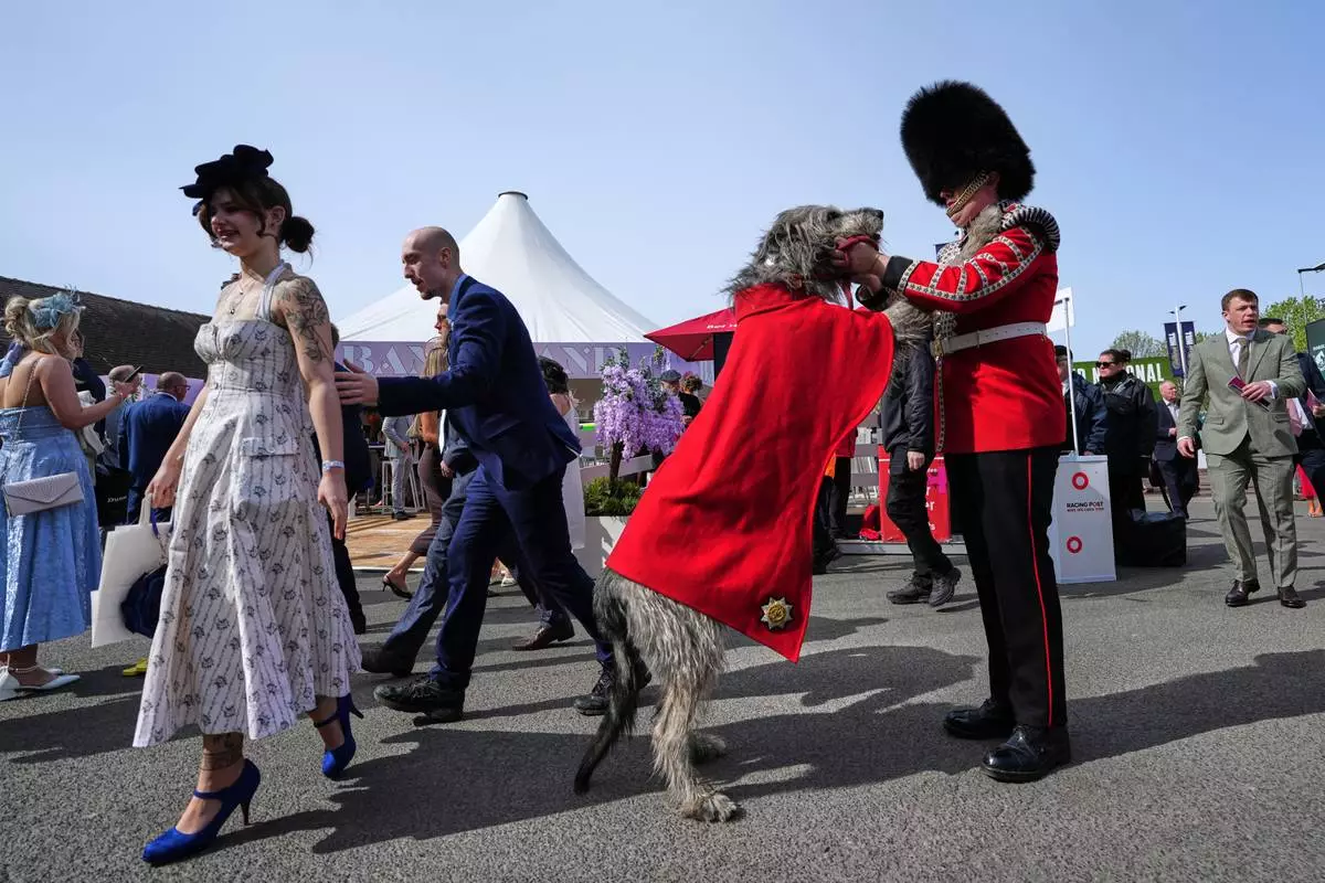 Seamus, an Irish Wolfhound, the regimental mascot for the Irish Guards attends Ladies Day, the second day of the Grand National Horse Racing festival, at Aintree racecourse, near Liverpool, England, Friday, April 10, 2026. (AP Photo/Jon Super)