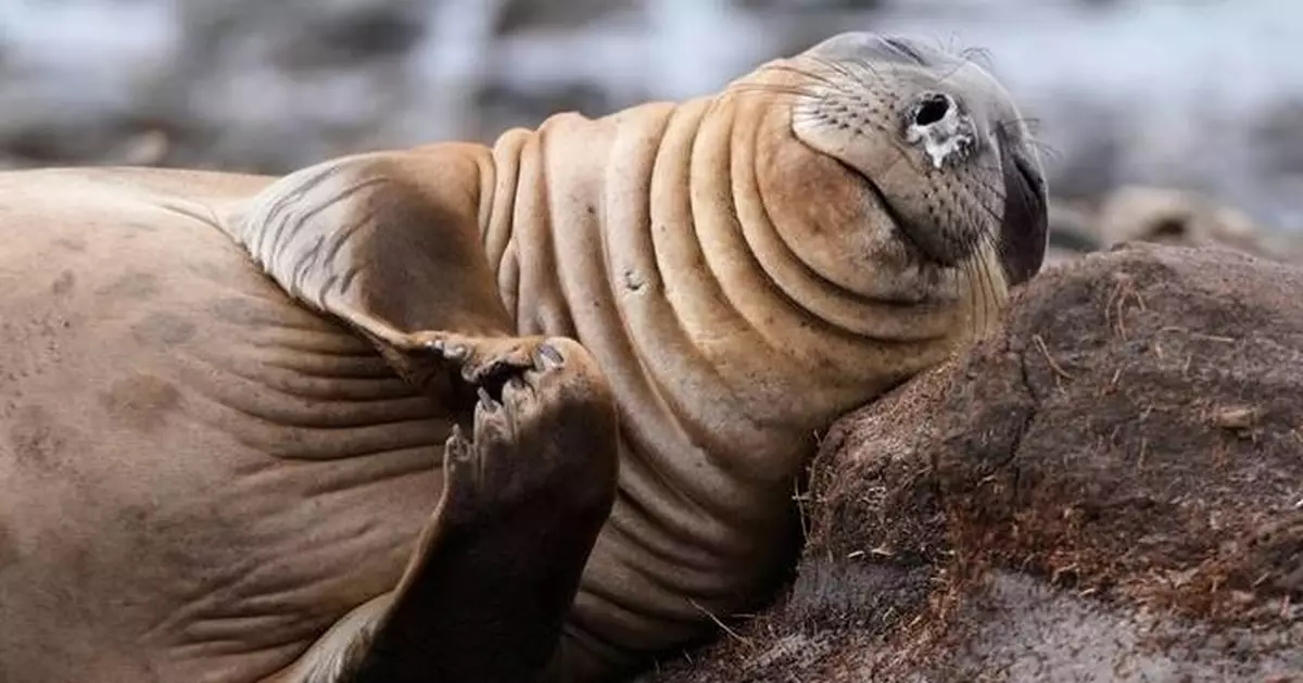 The top photos of the day by AP's photojournalists