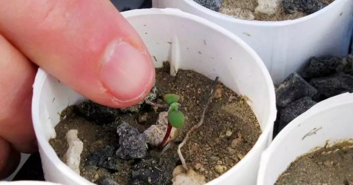 Nevada lithium mine clears major hurdle despite conservationists' worries for rare wildflower