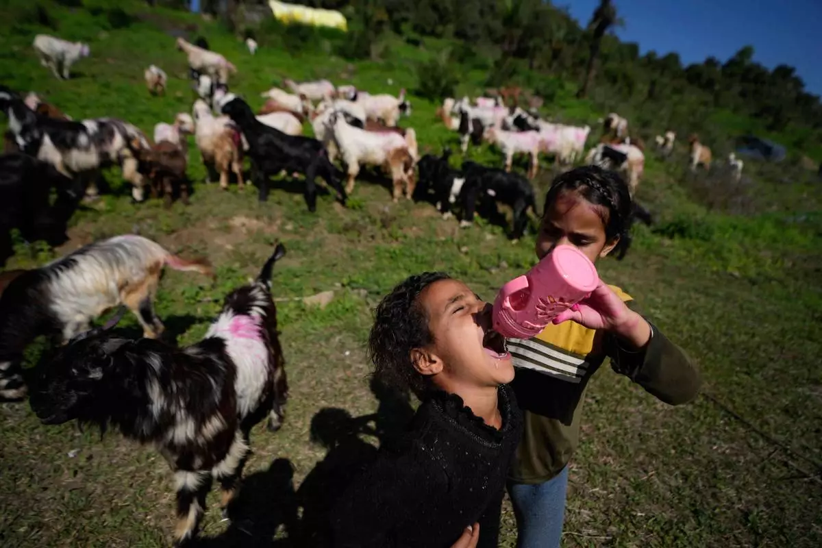 FILE - A nomadic girl gives water to her sister as they pause with their cattle on the outskirts of Jammu along the Jammu–Srinagar highway in Jammu, India, Monday, April 13, 2026, as they continue their seasonal migration between mountain pastures and the plains. (AP Photo/Channi Anand, File)