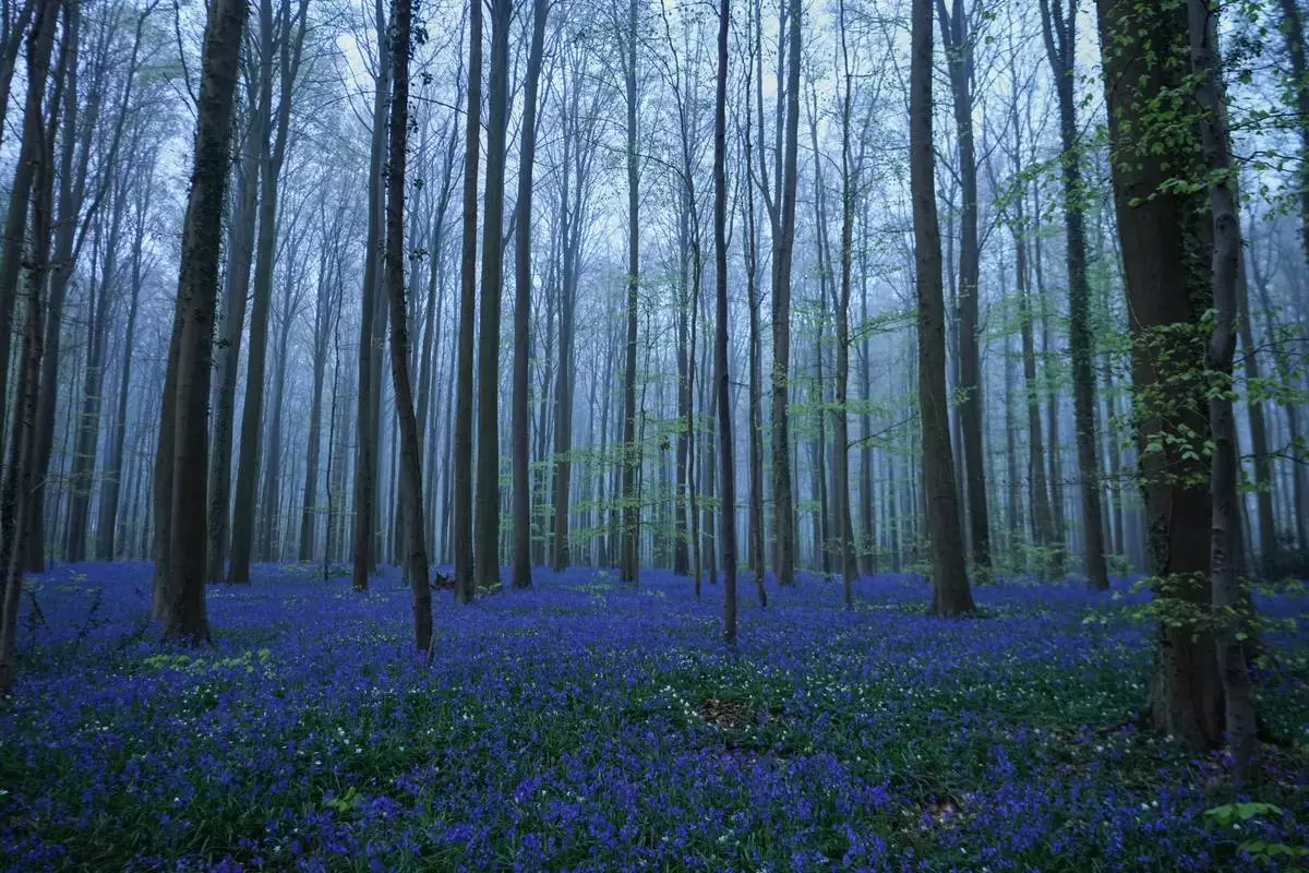 FILE - Bluebells, also known as wild hyacinth, bloom in Hallerbos Forest, near Helle, south of Brussels, Belgium Tuesday, April 14, 2026. (AP Photo/Virginia Mayo, File)