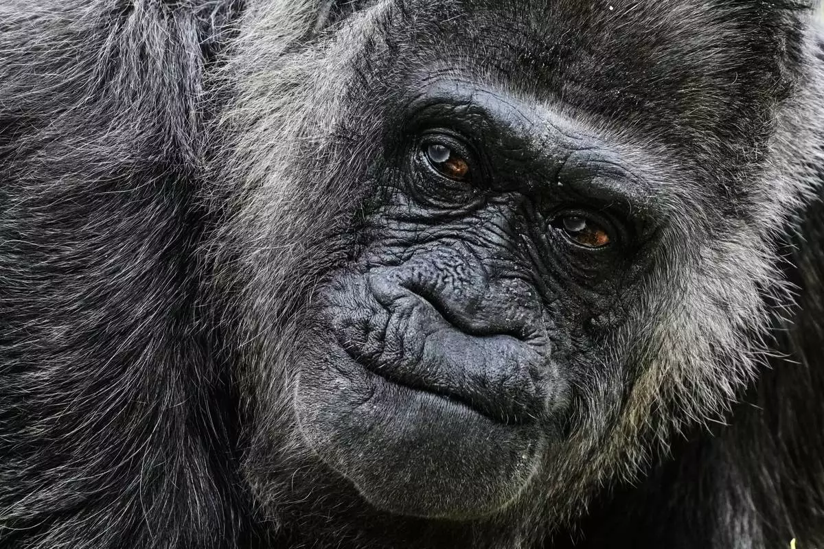 FILE - Fatou, the oldest of Berlin's zoo and also believed to be the world's oldest gorilla, arrives at its enclosure to celebrate her 69th birthday in Berlin, Germany, Monday, April 13, 2026. (AP Photo/Markus Schreiber, File)