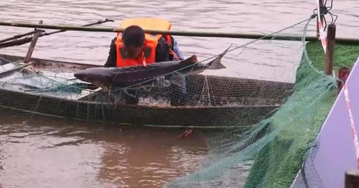 Fertilized eggs, larvae of rare Chinese sturgeon spotted in historical spawning grounds