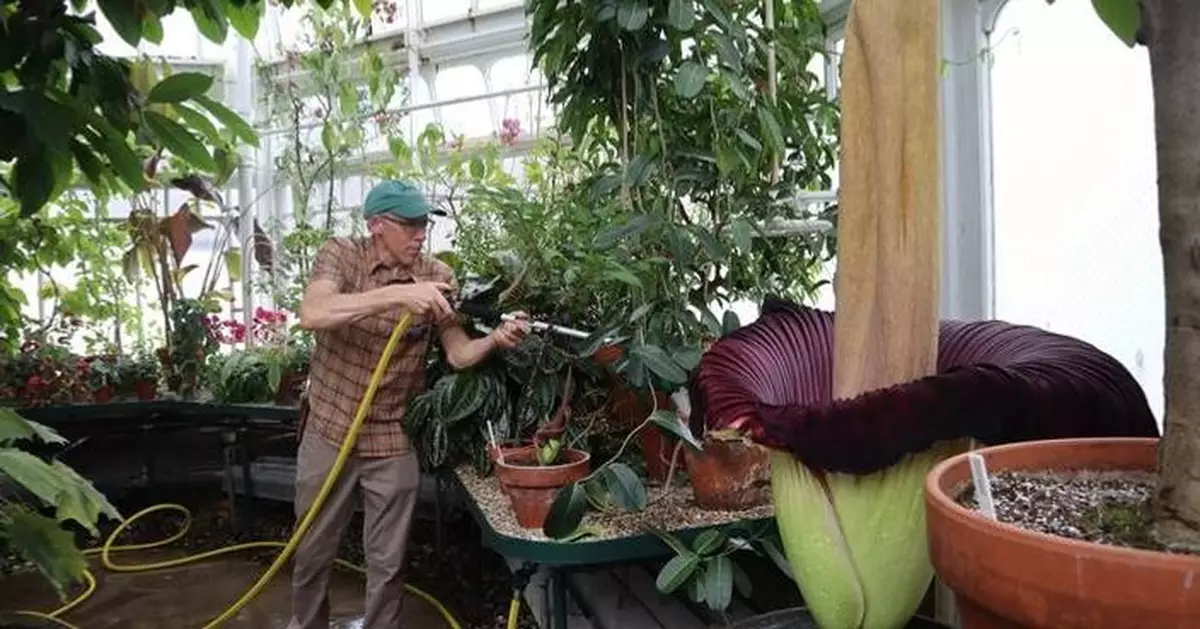 Mount Holyoke’s corpse flower blooms again, drawing crowds to its ‘rotting flesh’ stench