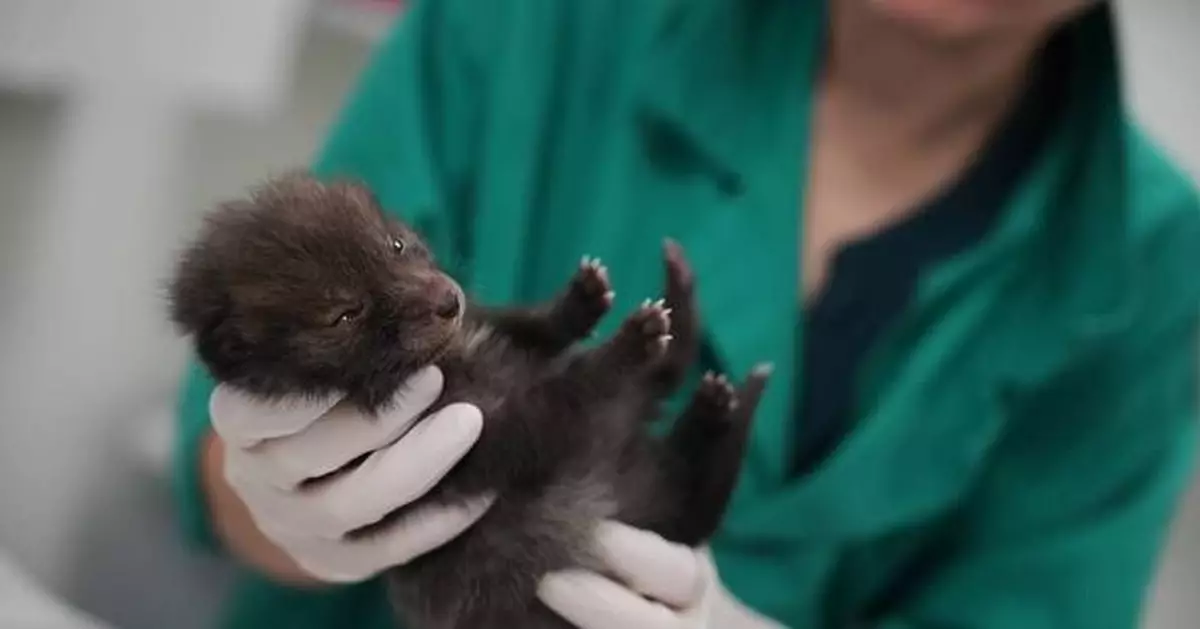 No cuddles, but lots of care: How a Paris-area wildlife hospital keeps rescued animals wild