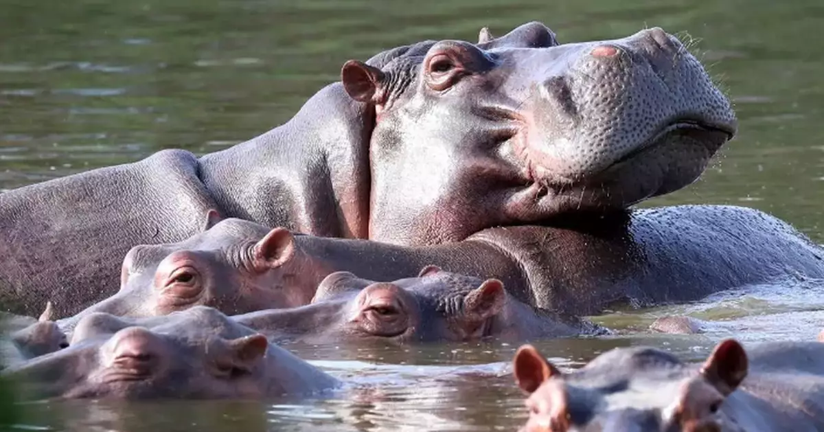Colombia approves plan to cull roaming hippos linked to Pablo Escobar