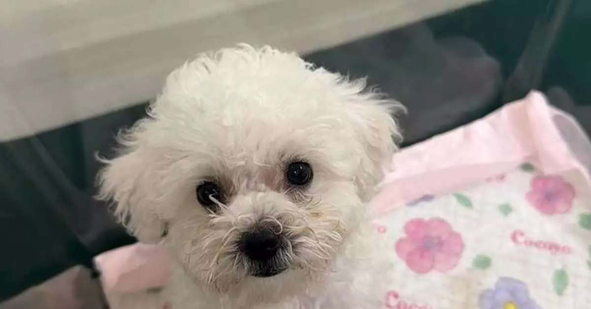 Hong Kong Customs Seizes $20,000 Dog in Illegal Import Case, Arrests 64-Year-Old Passenger