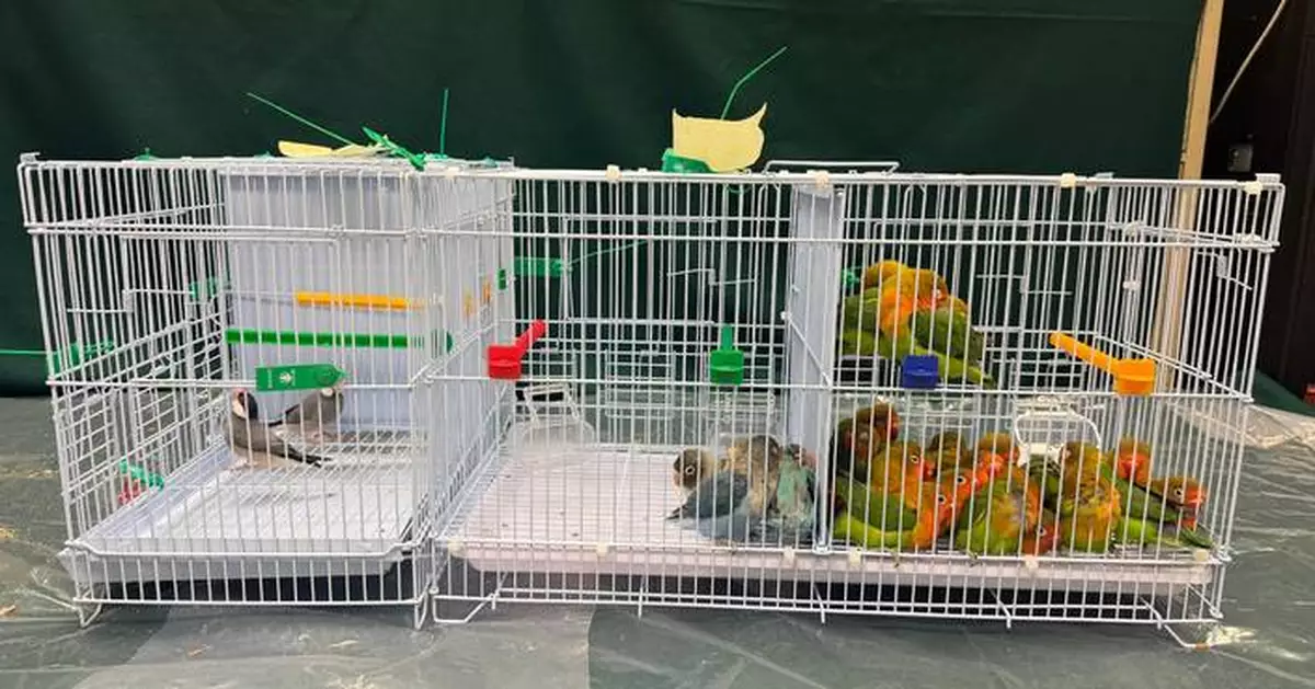 Hong Kong Customs Seizes 26 Endangered Birds, Highlights Strict Import Regulations