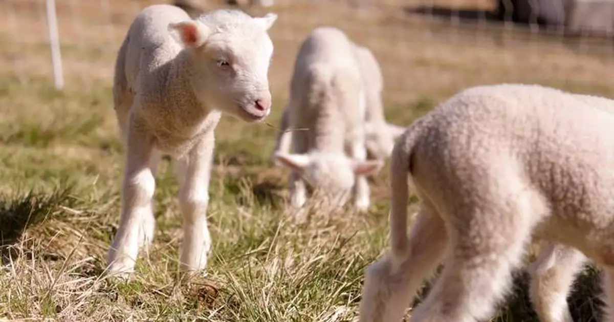 Farmers in Vermont expected a sheep to have twins. She ended up having rare sextuplets