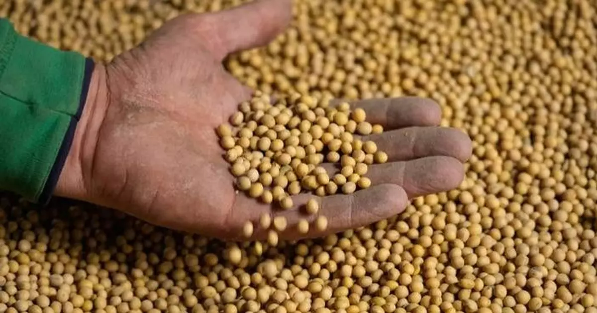 Takeaways from AP and Lee's report on how soybean farmers were impacted by tariffs, Iran war
