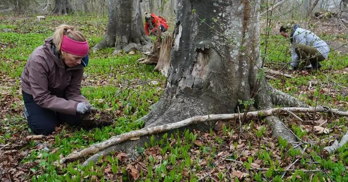 Trees are magic. In Newport, volunteers are working to expand their healthy reach