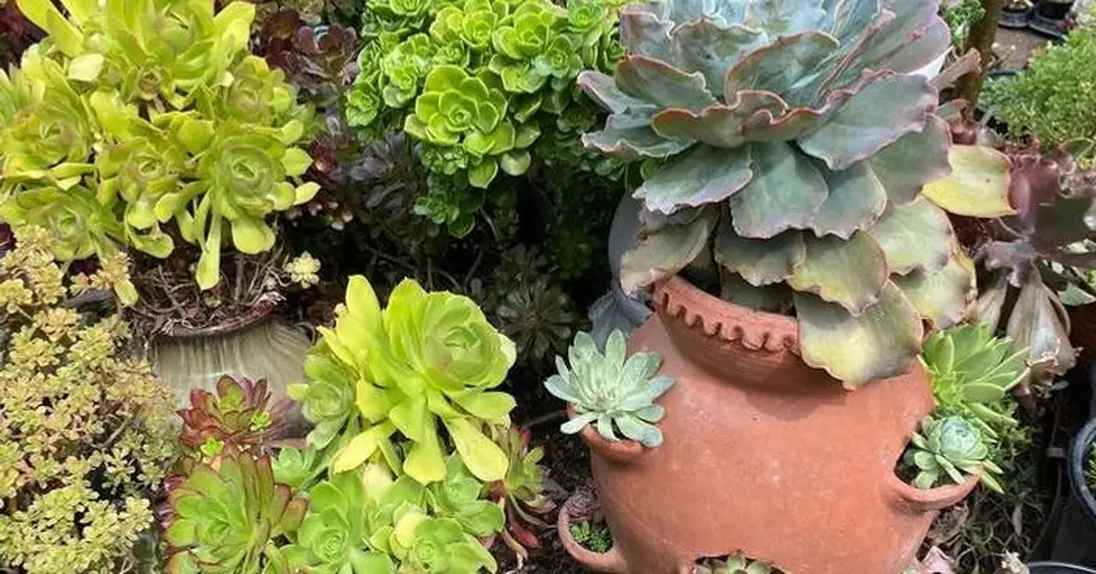 Strawberry pots aren't just for the fruit. Its 'windows' make for striking, efficient displays