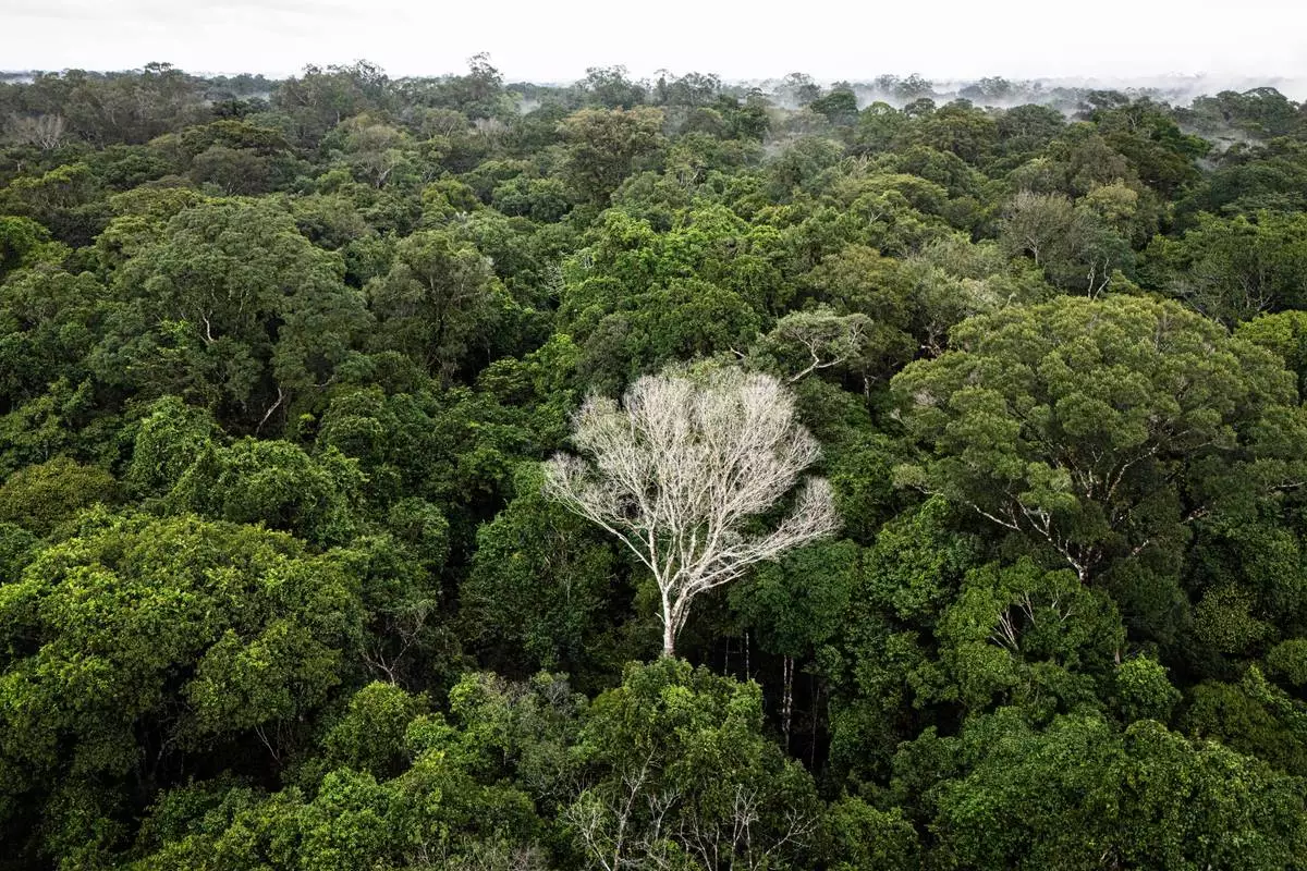 FILE - A dead tree stands out amid a lush green section of the Caxiuana National Forest that is used as a control plot for an experiment on drought run by the Esecaflor project in Para state, Brazil, March 22, 2025. (AP Photo/Jorge Saenz, File)