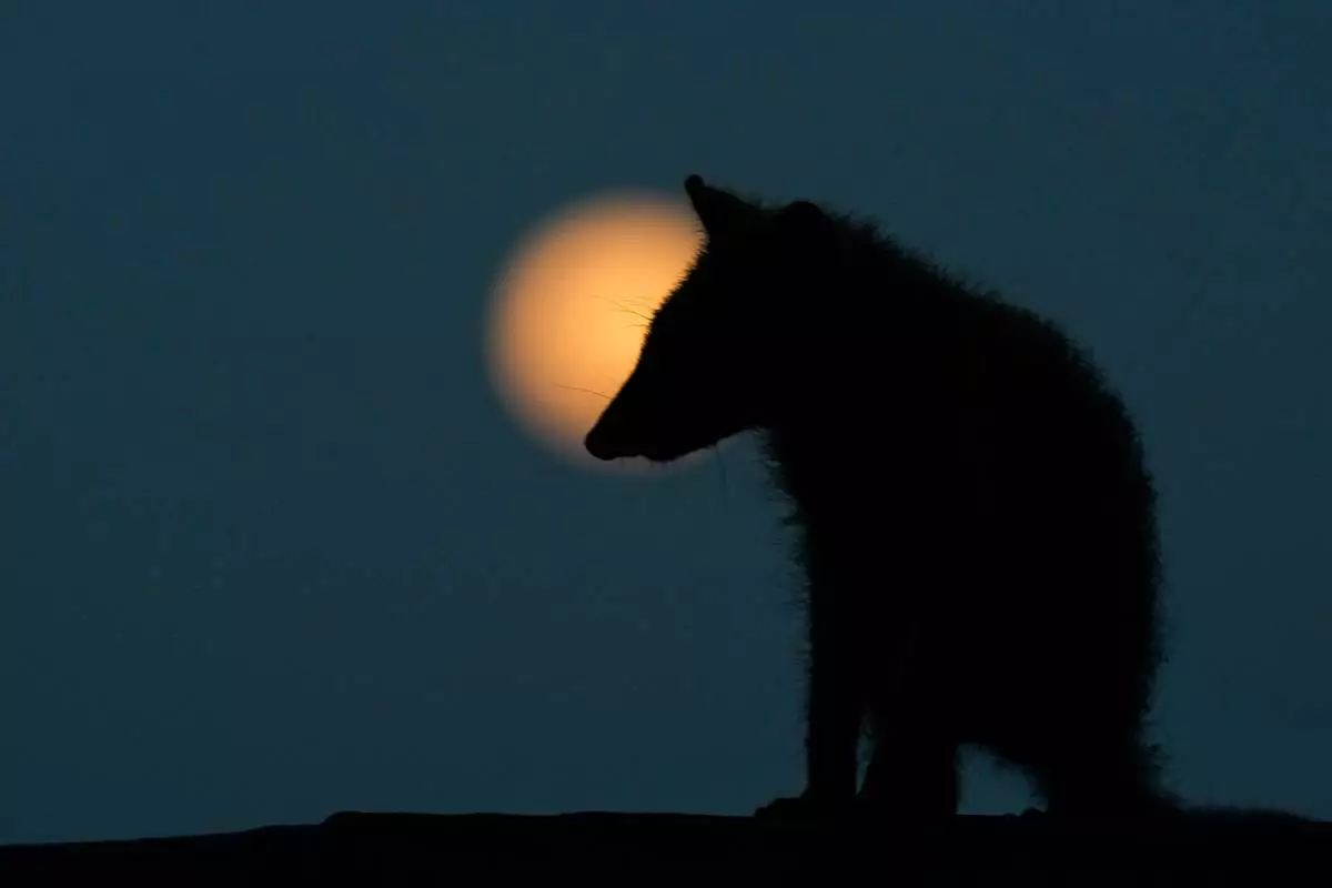 FILE - A raccoon is silhouetted against a rising pink moon in the night sky of Panama City, April 1, 2026. (AP Photo/Matias Delacroix, File)