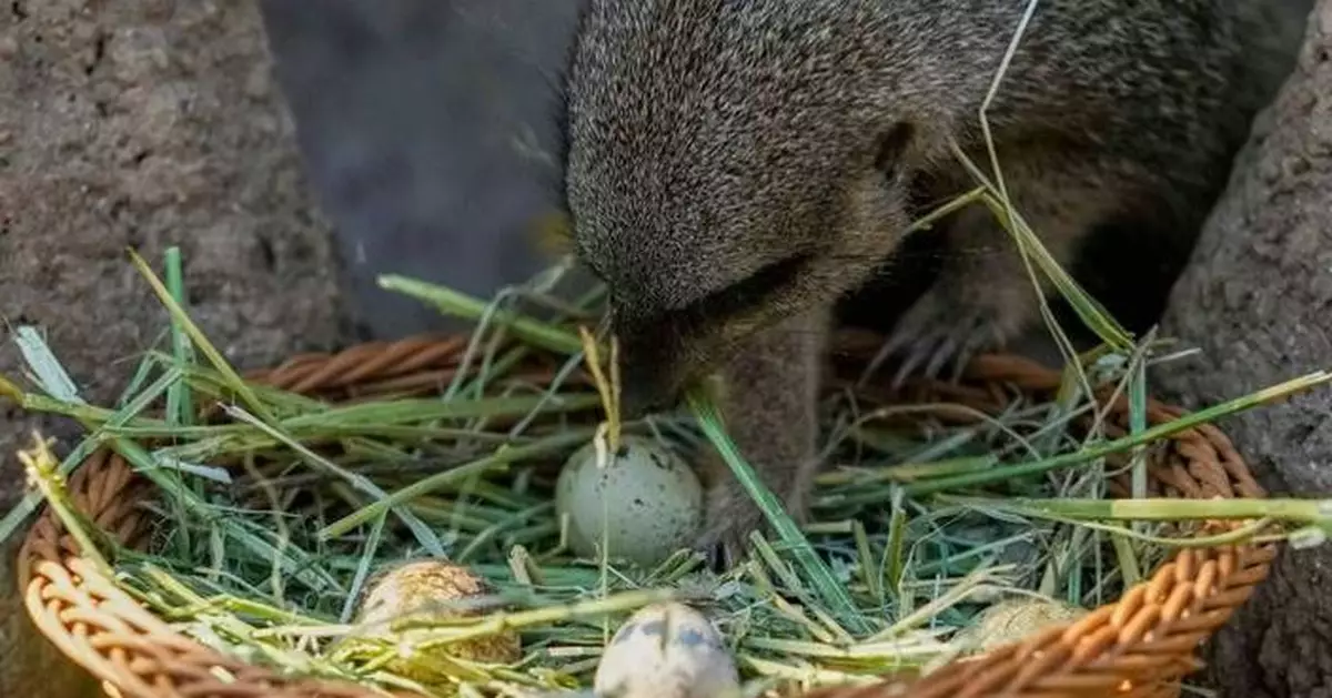 Step aside, children: A Chilean zoo stages an Easter egg hunt with treats for the animals