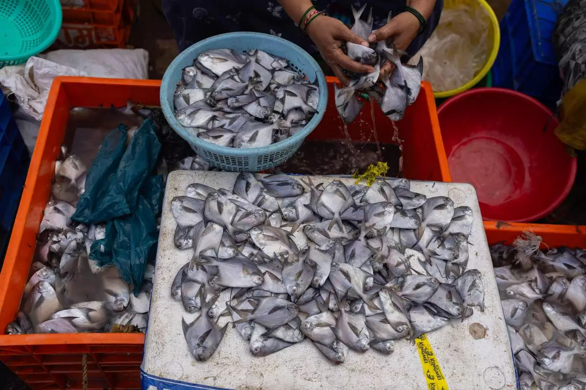 A fisherwoman sits with her catch at Bhaucha Dhaka fishmarket In Mumbai, India, Wednesday, April 8, 2026. (AP Photo/Rafiq Maqbool)