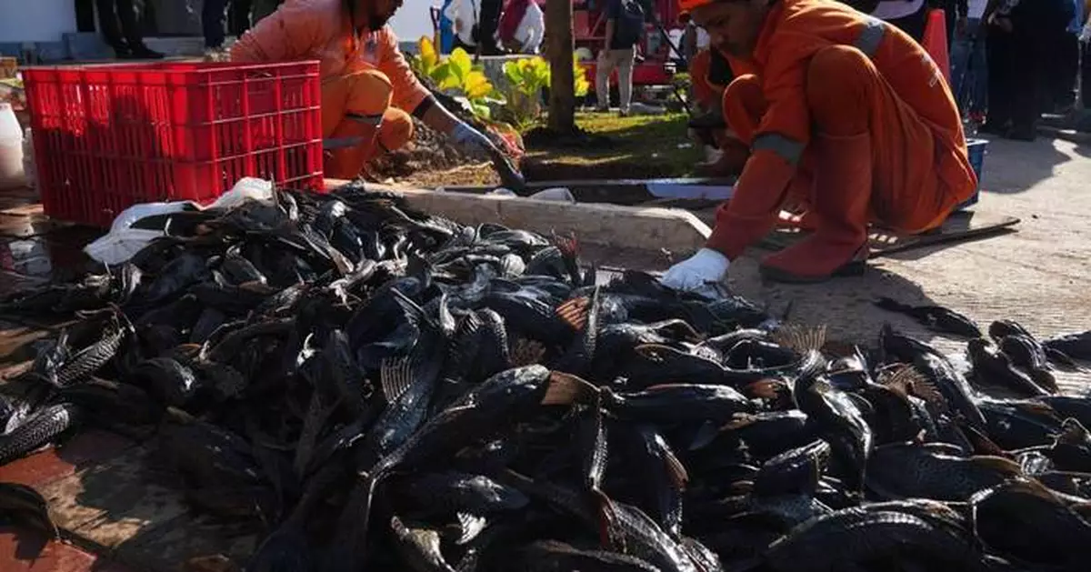 Explosion of invasive 'janitor fish' sparks mass removal operation in Indonesia's capital